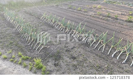 長尾農田 長尾農田 125718378