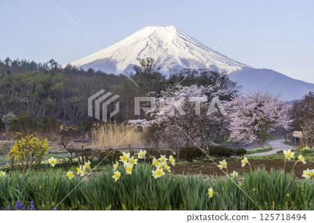 Cherry blossoms in full bloom at Shinnashogawa River in Oshino Village and Mount Fuji 125718494