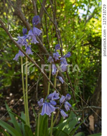 The quietly blooming bluebells The quietly blooming bluebells 125718729