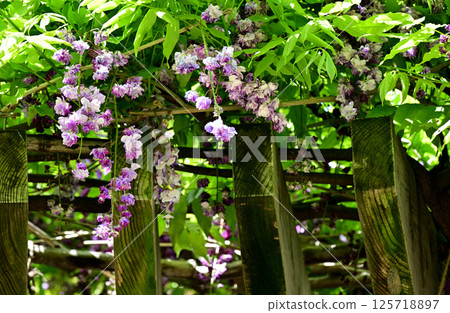 五月山:重瓣紫藤 五月山:重瓣紫藤 125718897