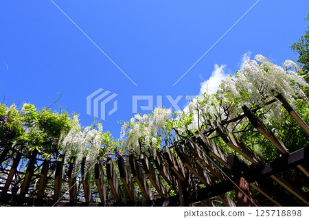 Satsukiyama White Wisteria Trellis Satsukiyama White Wisteria Trellis 125718898