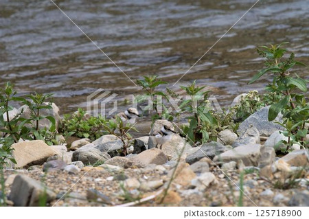Icharcidoli's chicks Icharcidoli's chicks 125718900