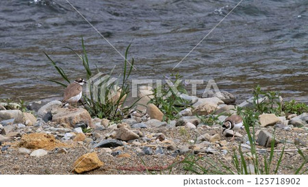 Parent and child of the black-streaked plover 125718902