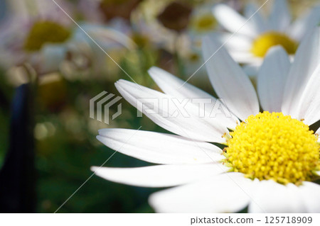 Margaret Margaret 125718909