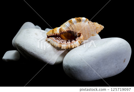 Hairy Triton Shell on White Stones Isolated on Black Background Hairy Triton Shell on White Stones Isolated on Black Background 125719097