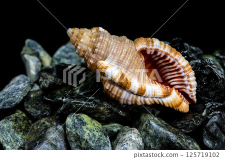 Elegant Hairy Triton Shell on Dark Wet Stones Elegant Hairy Triton Shell on Dark Wet Stones 125719102