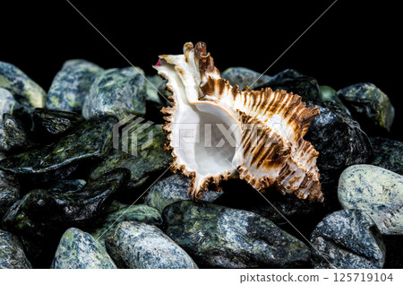 extured Seashell Still Life on Polished Rocks 125719104