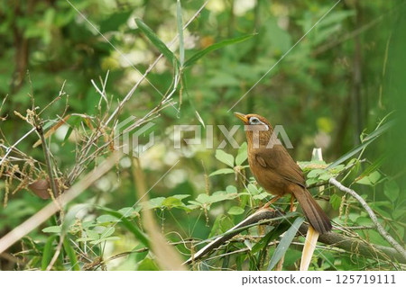 Caterpillar 125719111