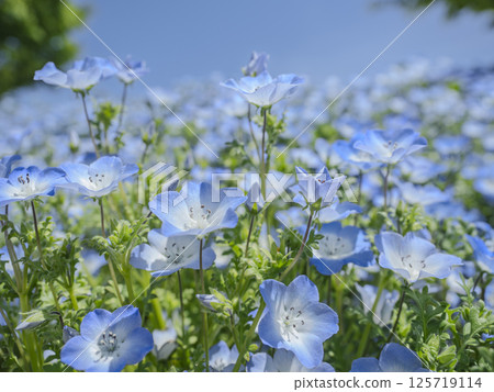 blue nemophila field 125719114