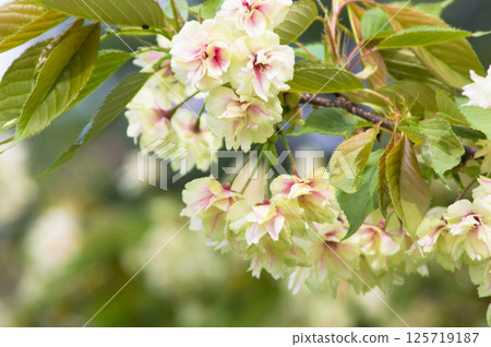 綠色櫻花「五井光」的特寫 125719187