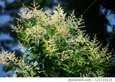 Flowers of Japanese ragwort starting to bloom against the blue sky 125719218