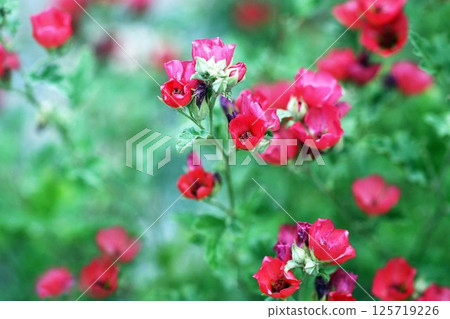 春天小精靈紅花 春天小精靈紅花 125719226