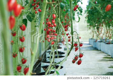 Selective focus on the bouquet of cherry tomatoes hanging from the branches in the greenhouse farm Selective focus on the bouquet of cherry tomatoes hanging from the branches in the greenhouse farm 125719261
