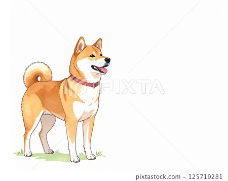 Shiba Inu 125719281