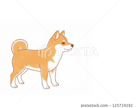 Shiba Inu 125719292