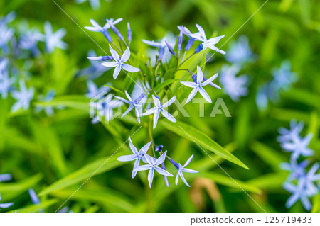 地球上的星星~三葉草花~ 地球上的星星~三葉草花~ 125719433