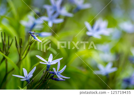 Star on Earth ~Clover Flower~ 125719435