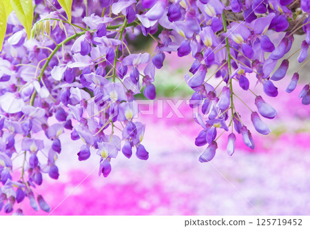 Wisteria and phlox background Wisteria and phlox background 125719452