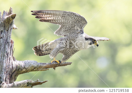 Peregrine Falcon jumping out against a fresh green polka dot bokeh background Peregrine Falcon jumping out against a fresh green polka dot bokeh background 125719538