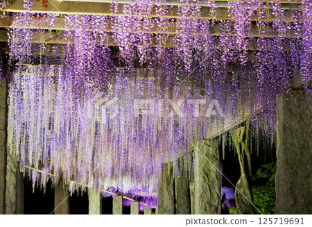 Illumination of wisteria at Fujioka City's "Fuji no Saku Oka" (wisteria trellis) 1 125719691