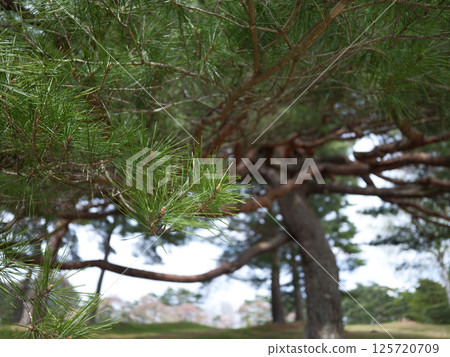 充滿活力的紅松 125720709