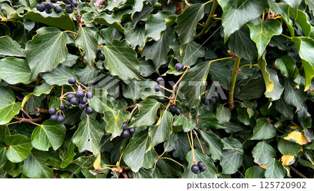 Lush ivy foliage with dark berries on a vibrant green background Lush ivy foliage with dark berries on a vibrant green background 125720902