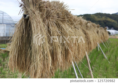 How to dry rice How to dry rice 125720982