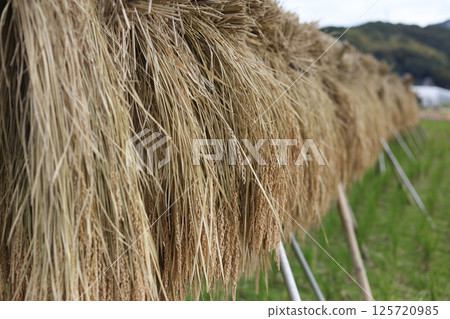 怎樣把米曬乾 125720985