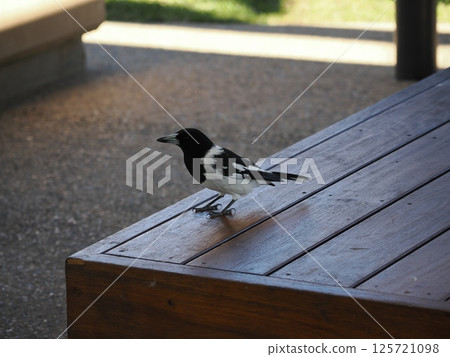 An Australian magpie walks along a bench at Water Play in Kershaw Gardens 125721098