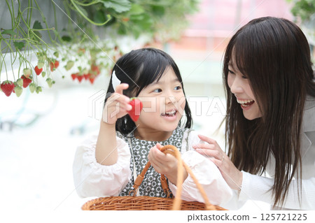 Parents and children enjoying strawberry picking Parents and children enjoying strawberry picking 125721225