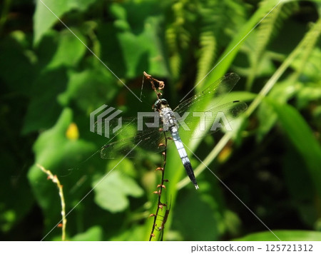 A male white-tailed skimmer resting on a flower A male white-tailed skimmer resting on a flower 125721312