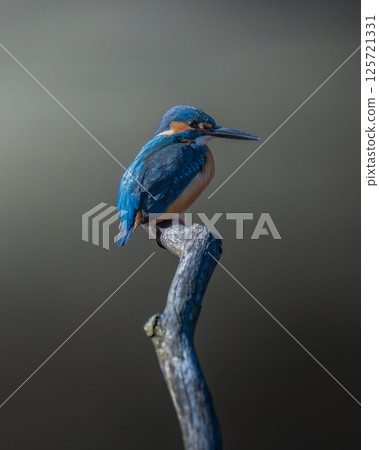 狩獵間隙休息 125721331