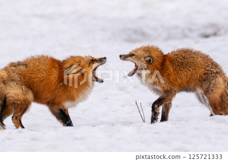 狐狸戰鬥狐狸 125721333