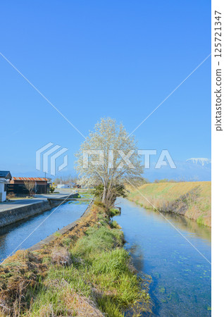 木蘭與泉水河 [安曇野市] 125721347