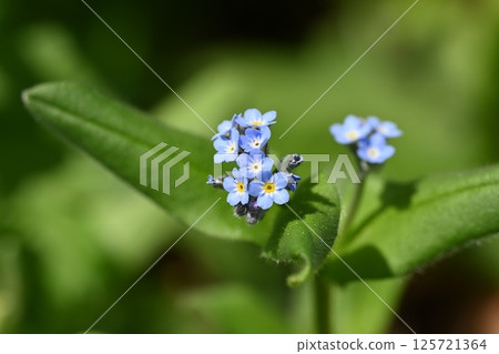 Waslenagsa 125721364
