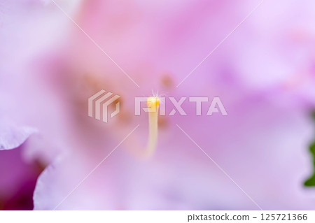 Close-up azalea 125721366