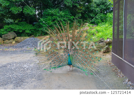 A peacock looking at you with its wings spread 125721414
