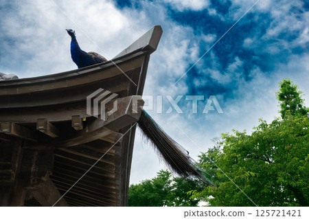 一隻孔雀威嚴地站在屋頂上 一隻孔雀威嚴地站在屋頂上 125721421