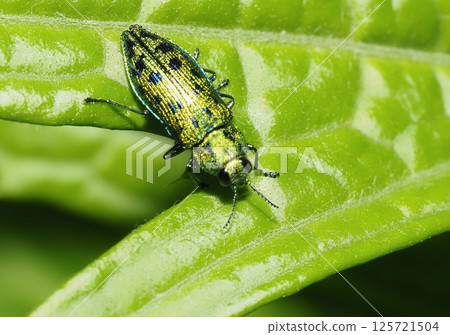 Black bear Black bear 125721504