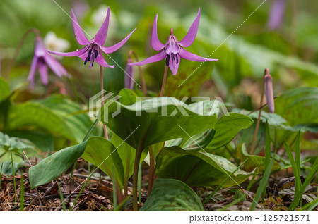 Dogtooth violets at Shirakawa Barrier in early spring, Hatayaki Sekinomori, Shirakawa City, Fukushima Prefecture 125721571