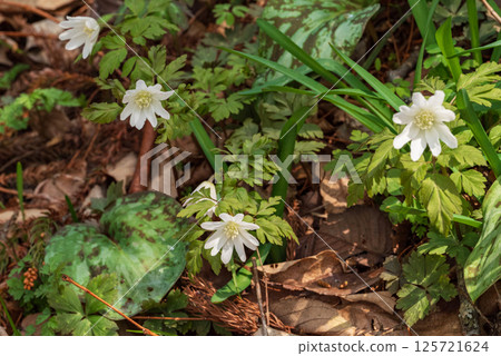 福島縣白川關市旗田關之森早春的黑葵 125721624