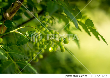 The scent of early summer: green Japanese peppercorns The scent of early summer: green Japanese peppercorns 125721634