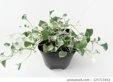 Dichondra Silver Fall potted seedlings Ground cover Dichondra 125721652