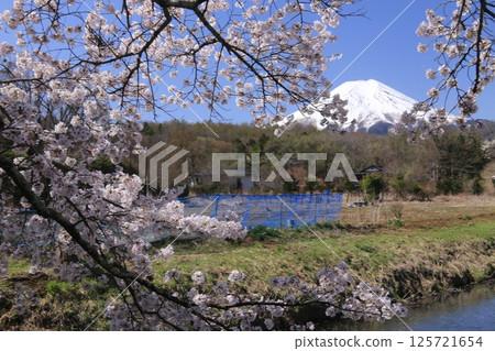 櫻花 櫻花 125721654