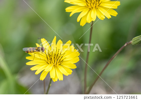 A narrow-headed fly eating pollen from a giant sea urchin 125721661