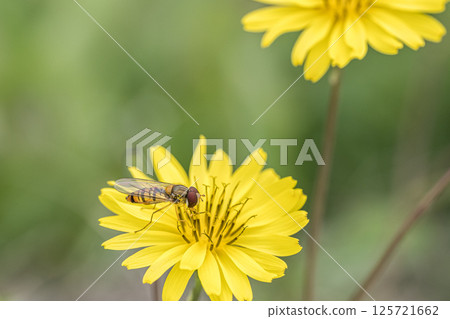 A narrow-headed fly eating pollen from a giant sea urchin 125721662