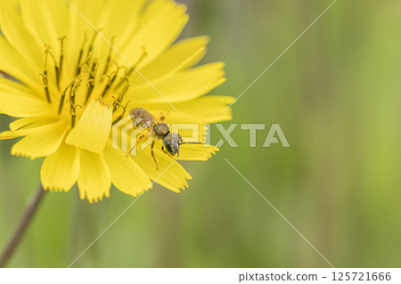 Akagane kohana蜜蜂 125721666