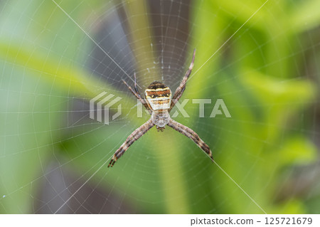 小Araneidae 125721679