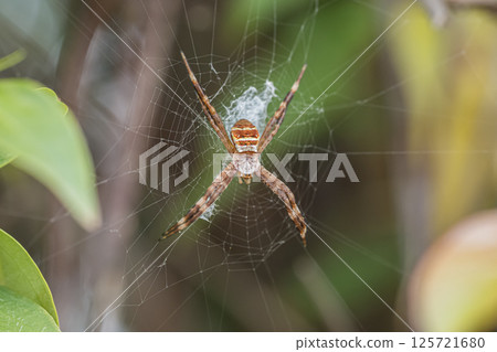 小Araneidae 小Araneidae 125721680