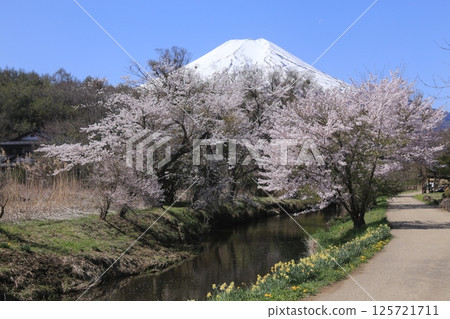 櫻花 櫻花 125721711